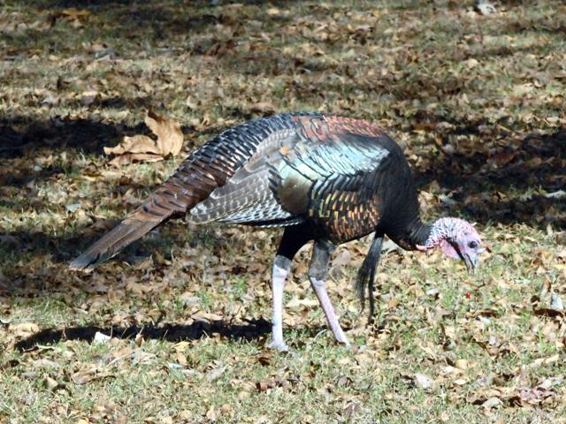 Wild Turkey